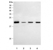 Western blot testing of human 1) 293T, 2) MDA-MB-453, 3) K562 and 4) Ramos cell lysate with HRPAP20 antibody. Predicted molecular weight ~20 kDa.