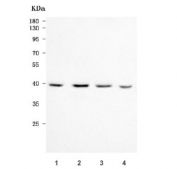 Western blot testing of human 1) 293T, 2) K562, 3) HepG2 and 4) RT4 cell lysate with POLR1C antibody. Predicted molecular weight ~39 kDa.