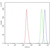 Flow cytometry testing of fixed and permeabilized human RT4 cells with POLR1C antibody at 1ug/million cells (blocked with goat sera); Red=cells alone, Green=isotype control, Blue= POLR1C antibody.