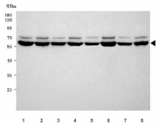 Western blot testing of 1) human HeLa, 2) human 293T, 3) human Jurkat, 4) human MCF7, 5) rat brain, 6) rat RH35, 7) mouse brain and 8) mouse NIH 3T3 cell lysate with Programmed cell death protein 4 antibody. Predicted molecular weight ~52 kDa. A doublet resulting from phosphorylation of the protein may be observed.
