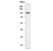 Western blot testing of human ThP-1 cell lysate with PRAM1 antibody. Predicted molecular weight ~74 kDa but is also observed at ~97 kDa.