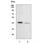 Western blot testing of human 1) K562 and 2) HepG2 cell lysate with NFE2 antibody. Predicted molecular weight ~41 kDa, observed at 41-45 kDa.
