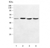 Western blot testing of human 1) HeLa, 2) Jurkat, 3) A431 and 4) MCF7 cell lysate with SNEV antibody. Predicted molecular weight ~55 kDa.