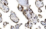 IHC staining of FFPE human placental tissue with MAFF antibody. HIER: boil tissue sections in pH8 EDTA for 20 min and allow to cool before testing.