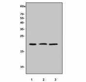 Western blot testing of human 1) HepG2, 2) U-2 OS and 3) PC-3 cell lysate with MAFF antibody. Predicted molecular weight ~18 kDa.