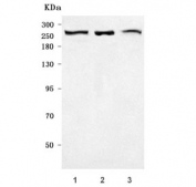 Western blot testing of 1) human HeLa, 2) human SH-SY5Y and 3) mouse NIH 3T3 cell lysate with PRPF8 antibody. Predicted molecular weight ~274 kDa.