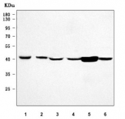 Western blot testing of 1) human Raji, 2) human Ramos, 3) human MCF7, 4) human K562, 5) rat stomach and 6) rat kidney tissue lysate with Myeloid cell leukemia 1 antibody. Predicted molecular weight ~37 kDa.