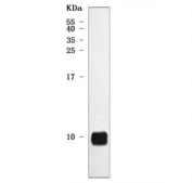 Western blot testing of rat heart tissue lysate with NDUFA3 antibody. Predicted molecular weight ~9 kDa.