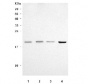 Western blot testing of 1) human MCF7, 2) human PC-3, 3) human 293T and 4) mouse brain tissue lysate with NDUFB7 antibody. Predicted molecular weight ~16 kDa.