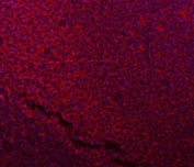 Immunofluorescent staining of FFPE human tonsil tissue with NDUFB7 antibody (red) and DAPI nuclear stain (blue). HIER: steam section in pH6 citrate buffer for 20 min.