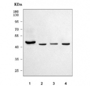 Western blot testing of 1) human HeLa, 2) rat C6, 3) mouse NIH 3T3 and 4) mouse RAW264.7 cell lysate with TESSP-4 antibody. Predicted molecular weight ~41 kDa.