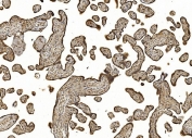 IHC staining of FFPE human placental tissue with Eukaryotic translation initiation factor 5 antibody. HIER: boil tissue sections in pH8 EDTA for 20 min and allow to cool before testing.