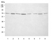 Western blot testing of 1) human SH-SY5Y, 2) human K562, 3) human Jurkat, 4) human U-251, 5) rat brain, 6) rat heart, 7) mouse brain and 8) mouse heart tissue lysate with MOR-1 antibody. Predicted molecular weight: 35-55 kDa (multiple isoforms) but may be observed at higher molecular weights due to glycosylation.