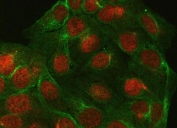 Immunofluorescent staining of FFPE human U-2 OS cells with PP-X antibody (red) and Alpha Tubulin mAb (green). HIER: steam section in pH6 citrate buffer for 20 min.