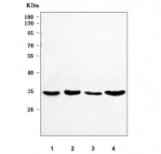 Western blot testing of human 1) HeLa, 2) 293T, 3) Jurkat and 4) A431 cell lysate with PP-X antibody. Predicted molecular weight ~35 kDa.