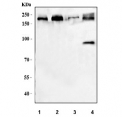 Western blot testing of 1) human HeLa, 2) human PC-3, 3) rat testis and 4) mouse testis tissue lysate with JLP antibody. Predicted molecular weight ~146 kDa, can be observed at ~190 kDa.