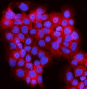 Immunofluorescent staining of FFPE human A431 cells with JLP antibody (red) and DAPI nuclear stain (blue). HIER: steam section in pH6 citrate buffer for 20 min.