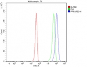 Flow cytometry testing of fixed and permeabilized human 293T cells with PPP2R5D antibody at 1ug/million cells (blocked with goat sera); Red=cells alone, Green=isotype control, Blue= PPP2R5D antibody.