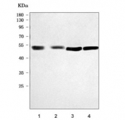 Western blot testing of human 1) HCCT, 2) HCCP, 3) HepG2 and 4) HUH-7 cell lysate with Serpin A8 antibody. Predicted molecular weight ~52 kDa.