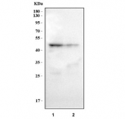 Western blot testing of human 1) ThP-1 and 2) U937 cell lysate with Caspase 1 antibody. Predicted molecular weight ~45 kDa (full length).