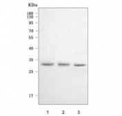 Western blot testing of human 1) A431, 2) HeLa and 3) MCF7 cell lysate with CYC1 antibody. Predicted molecular weight ~35 kDa.