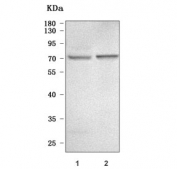 Western blot testing of human 1) 293T and 2) HepG2 cell lysate with Heparin cofactor 2 antibody. Predicted molecular weight ~57 kDa but may be observed at higher molecular weights due to glycosylation.