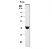 Western blot testing of mouse heart tissue with HOXD10 antibody. Predicted molecular weight ~38 kDa.