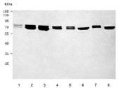 Western blot testing of 1) human placenta, 2) human U-87 MG, 3) human HepG2, 4) human T-47D, 5) rat liver, 6) rat brain, 7) mouse liver and 8) mouse brain tissue lysate with GRP78 antibody. Predicted molecular weight: ~73 kDa, but routinely observed at 70-78 kDa.