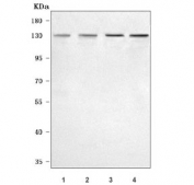 Western blot testing of 1) human HeLa, 2) human HepG2, 3) human K562 and 4) monkey COS-7 cell lysate with NBR1 antibody. Predicted molecular weight ~107 kDa, can be observed at ~140 kDa.