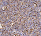 IHC staining of FFPE human tonsil tissue with NDUFA4 antibody. HIER: boil tissue sections in pH8 EDTA for 20 min and allow to cool before testing.