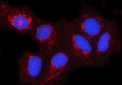 Immunofluorescent staining of FFPE human U-2 OS cells with NDUFA4 antibody (red) and DAPI nuclear stain (blue). HIER: steam section in pH6 citrate buffer for 20 min.
