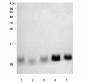 Western blot testing of 1) human T98G, 2) human HepG2, 3) human PC-3, 4) rat heart and 5) mouse heart tissue lysate with NDUFA4 antibody. Predicted molecular weight ~9 kDa.