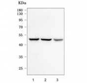 Western blot testing of 1) human MOLT4, 2) human T-47D and 3) COS-7 cell lysate with MSS1 antibody. Predicted molecular weight ~49 kDa.