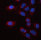Immunofluorescent staining of FFPE human U-2 OS cells with MSS1 antibody (red) and DAPI nuclear stain (blue). HIER: steam section in pH6 citrate buffer for 20 min.
