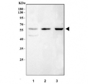 Western blot testing of 1) rat heart, 2) mouse heart and 3) mouse C2C12 cell lysate with PHD finger protein 1 antibody. Predicted molecular weight ~62 kDa.