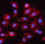 Immunofluorescent staining of FFPE human A549 cells with Serpin B9 antibody (red) and DAPI nuclear stain (blue). HIER: steam section in pH6 citrate buffer for 20 min.