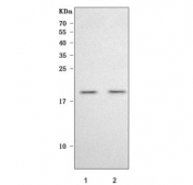 Western blot testing of human 1) MCF7 and 2) 293T cell lysate with POLR2D antibody. Predicted molecular weight ~16 kDa.