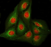 Immunofluorescent staining of FFPE human U-2 OS cells with RPB5 antibody (red) and Beta Tubulin mAb (green). HIER: steam section in pH6 citrate buffer for 20 min.