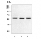 Western blot testing of human 1) HeLa, 2) 293T and 3) SH-SY5Y cell lysate with PPP2R5A antibody. Predicted molecular weight ~56 kDa.