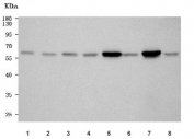 Western blot testing of 1) human MCF7, 2) monkey COS-7, 3) rat brain, 4) rat heart, 5) rat C6, 6) mouse brain, 7) mouse heart and 8) mouse NIH 3T3 cell lysate with PPP3CB antibody. Predicted molecular weight ~59 kDa.