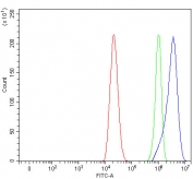 Flow cytometry testing of fixed and permeabilized human Caco-2 cells with Calcineurin B antibody at 1ug/million cells (blocked with goat sera); Red=cells alone, Green=isotype control, Blue= Calcineurin B antibody.