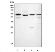 Western blot testing of 1) human HaCaT, 2) human U-251, 3) rat liver and 4) mouse lung tissue lysate with Prolargin antibody. Predicted molecular weight ~44 kDa but may be observed at higher molecular weights due to glycosylation.