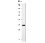Western blot testing of human ThP-1 cell lysate with PRTN3 antibody. Predicted molecular weight ~28 kDa but may be observed at higher molecular weights due to glycosylation.