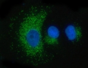 Immunofluorescent staining of FFPE human A549 cells with Prosaposin antibody (green) and DAPI nuclear stain (blue). HIER: steam section in pH6 citrate buffer for 20 min.