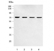 Western blot testing of human 1) A549, 2) HeLa, 3) HepG2 and 4) MCF7 cell lysate with Prosaposin antibody. Predicted molecular weight ~58 kDa but may be observed at higher molecular weights due to glycosylation. This protein is secreted in its fully glycosylated ~70 kDa form.