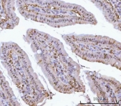 IHC staining of FFPE mouse colon tissue with Proteasome 20S alpha 1 antibody. HIER: boil tissue sections in pH8 EDTA for 20 min and allow to cool before testing.