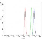 Flow cytometry testing of fixed and permeabilized human Raji cells with PSMB2 antibody at 1ug/million cells (blocked with goat sera); Red=cells alone, Green=isotype control, Blue= PSMB2 antibody.