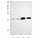 Western blot testing of 1) human HepG2, 2) human 293T, 3) rat heart and 4) mouse heart tissue lysate with NDUFA8 antibody. Predicted molecular weight ~20 kDa.