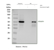 Immunoprecipitation of PSMD4 protein from 500ug of human HeLa whole cell lysate with 2ug of PSMD4 antibody.