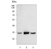 Western blot testing of human 1) SW-620, 2) PANC-1 and 3) 293T cell lysate with PYCR1 antibody. Predicted molecular weight: 33-36 kDa (multiple isoforms).